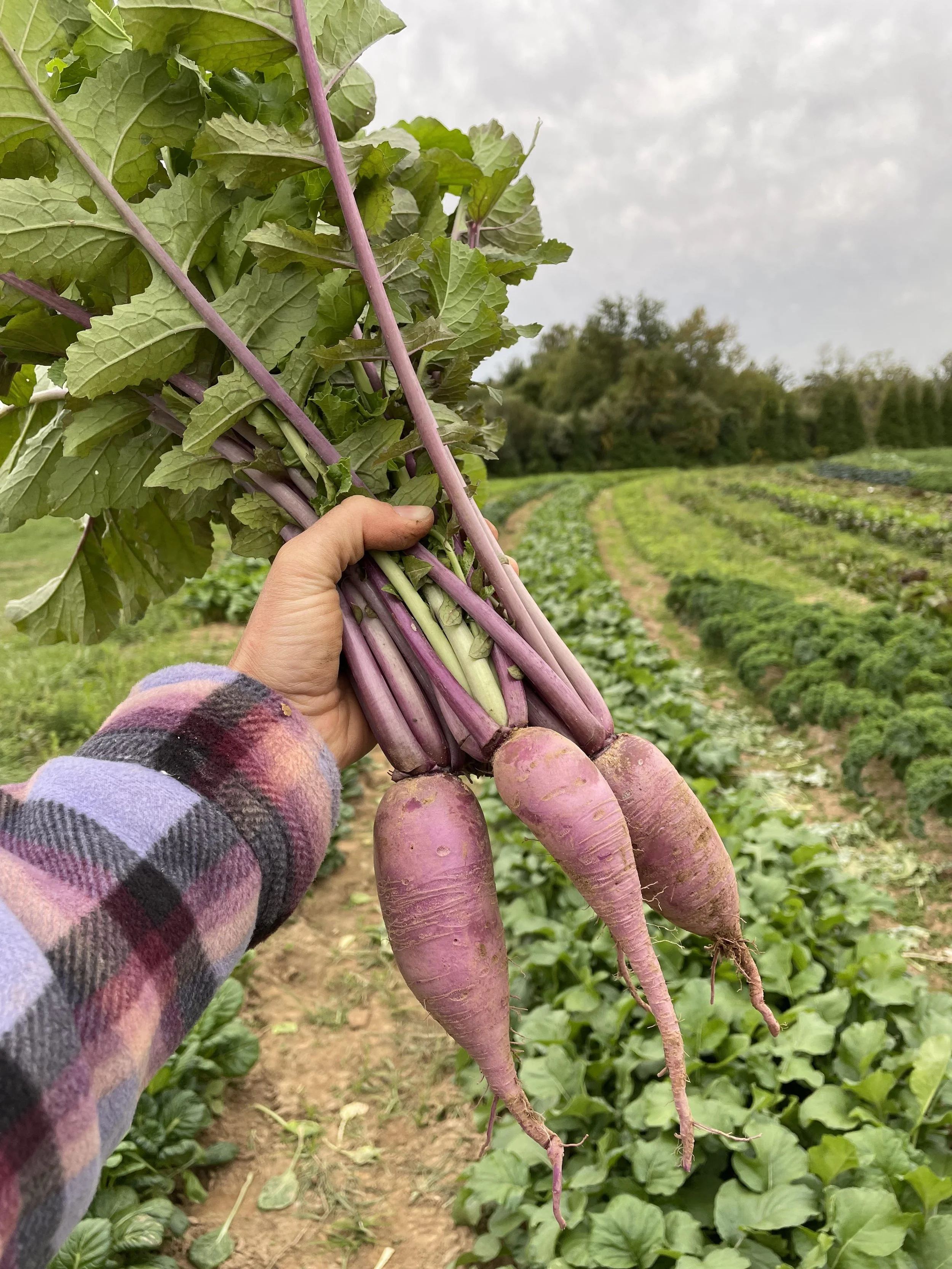daikon.jpg