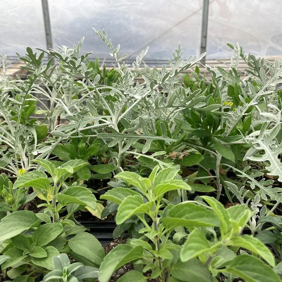 flower plant sale.jpg