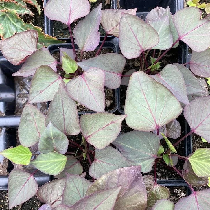 purple plant sale.jpg