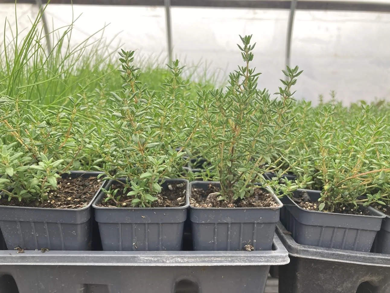 rosemary plant sale.jpg