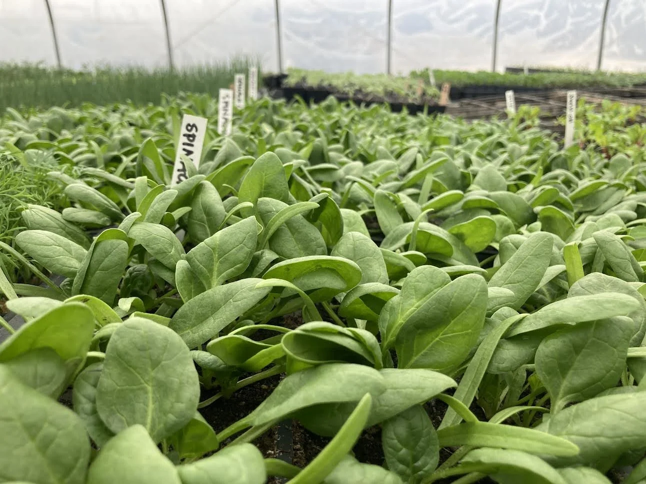 spinach plant sale.jpg