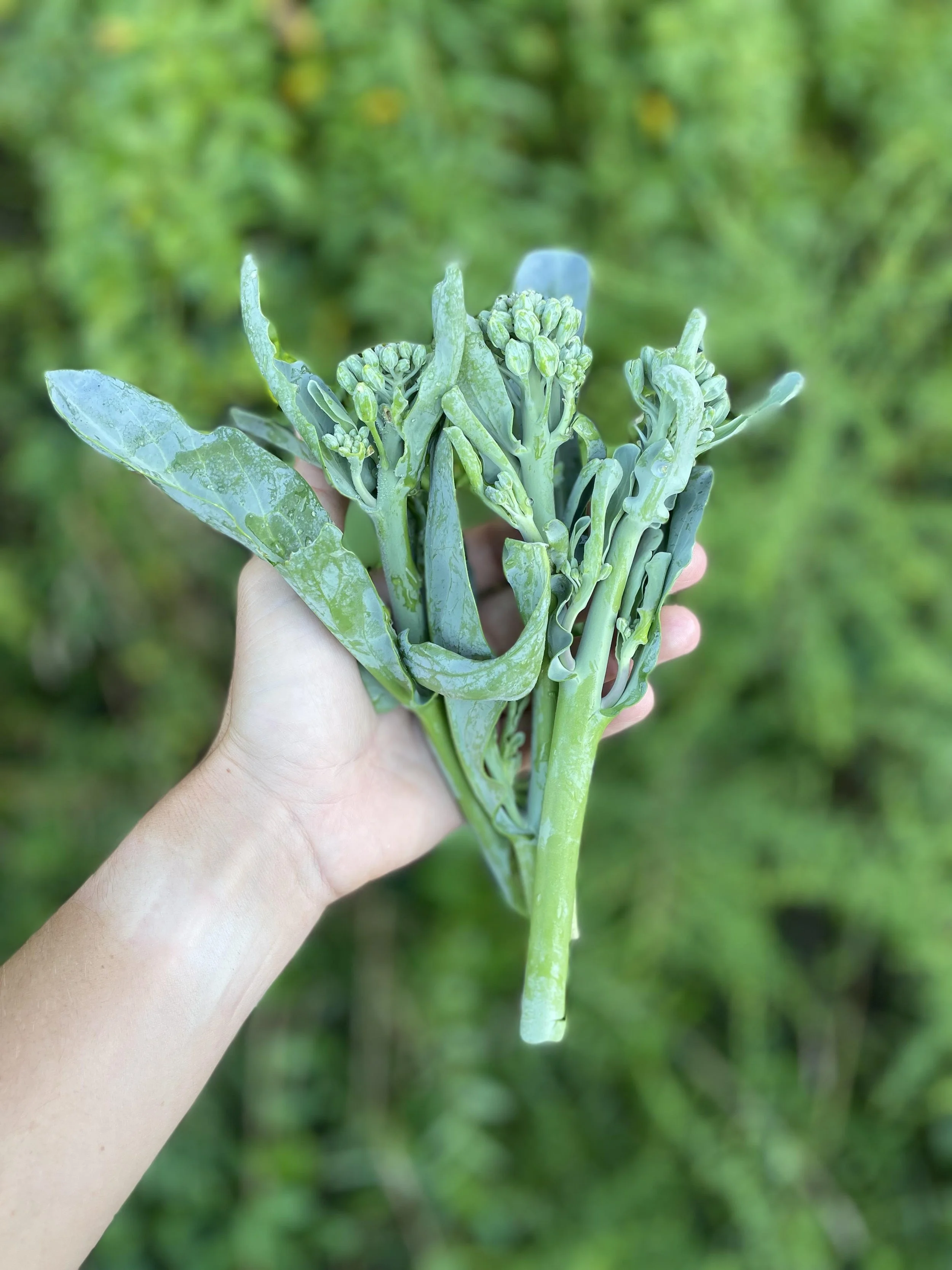 _Broccolini (lb)