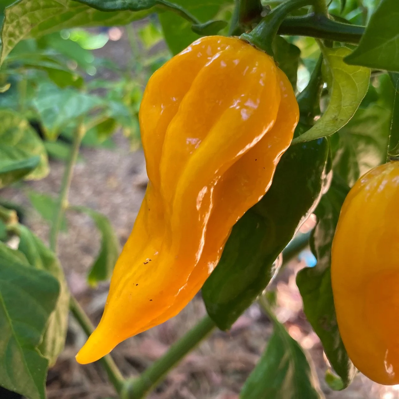 Yellow_Fatalii_pepper_Tyler_Farms_seeds_plants_5__97998.jpg