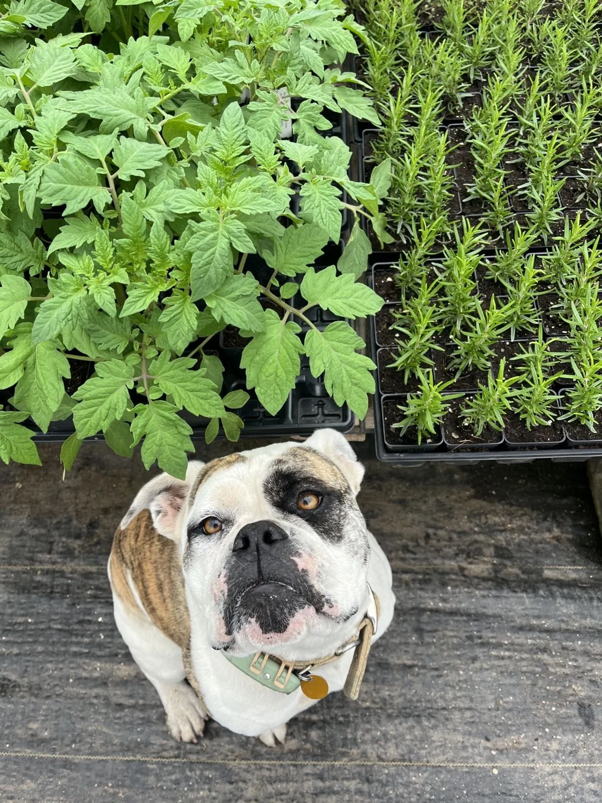Tonks - Farm Dog