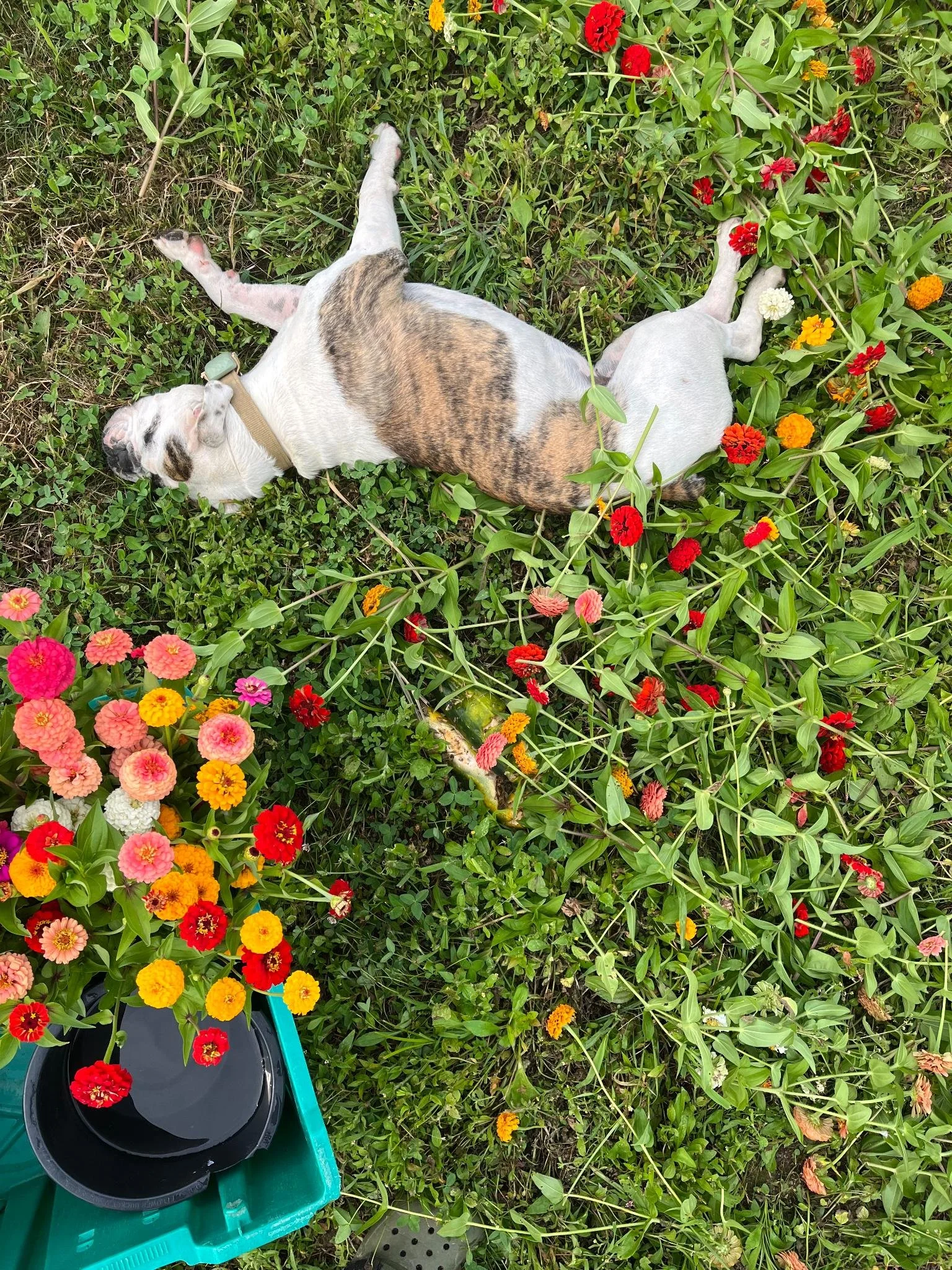 tonks flowers.jpg