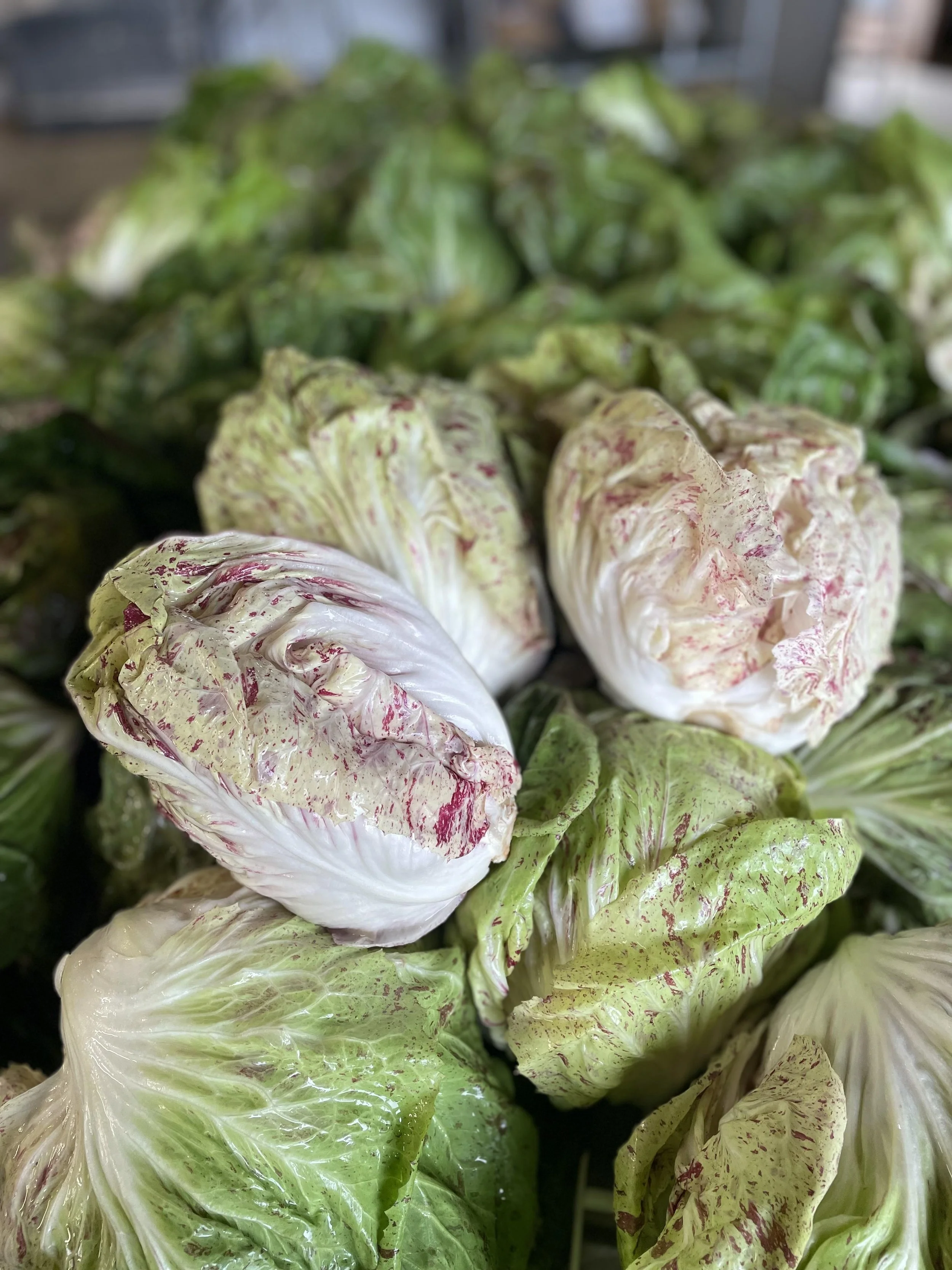 _Radicchio, Variegato di Lusia (per head)