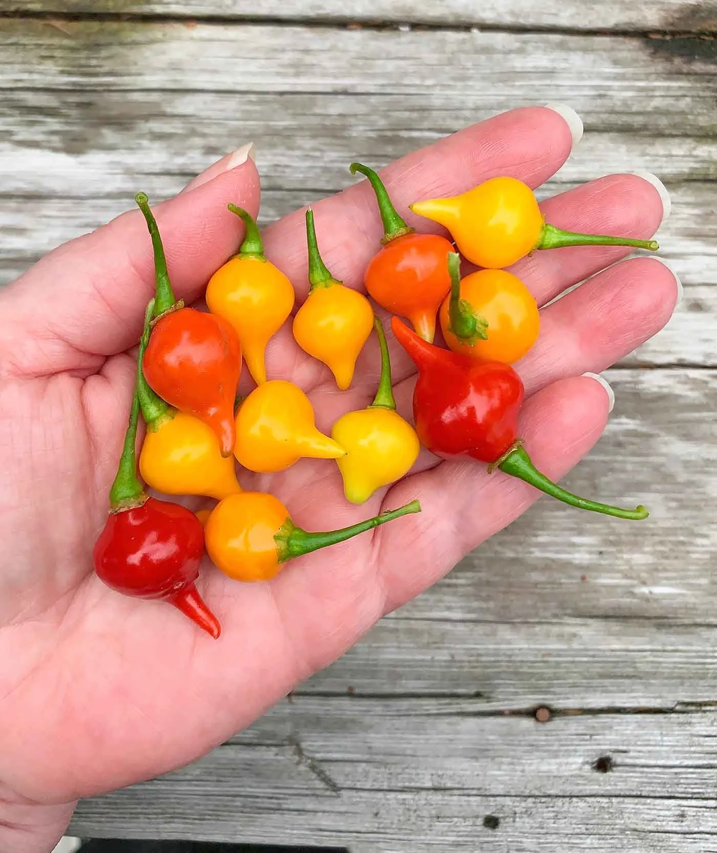 biquinho-peppers-1737.jpg