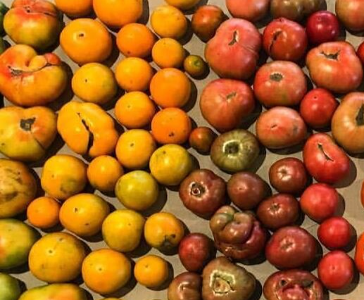 tomato+heirloom.png
