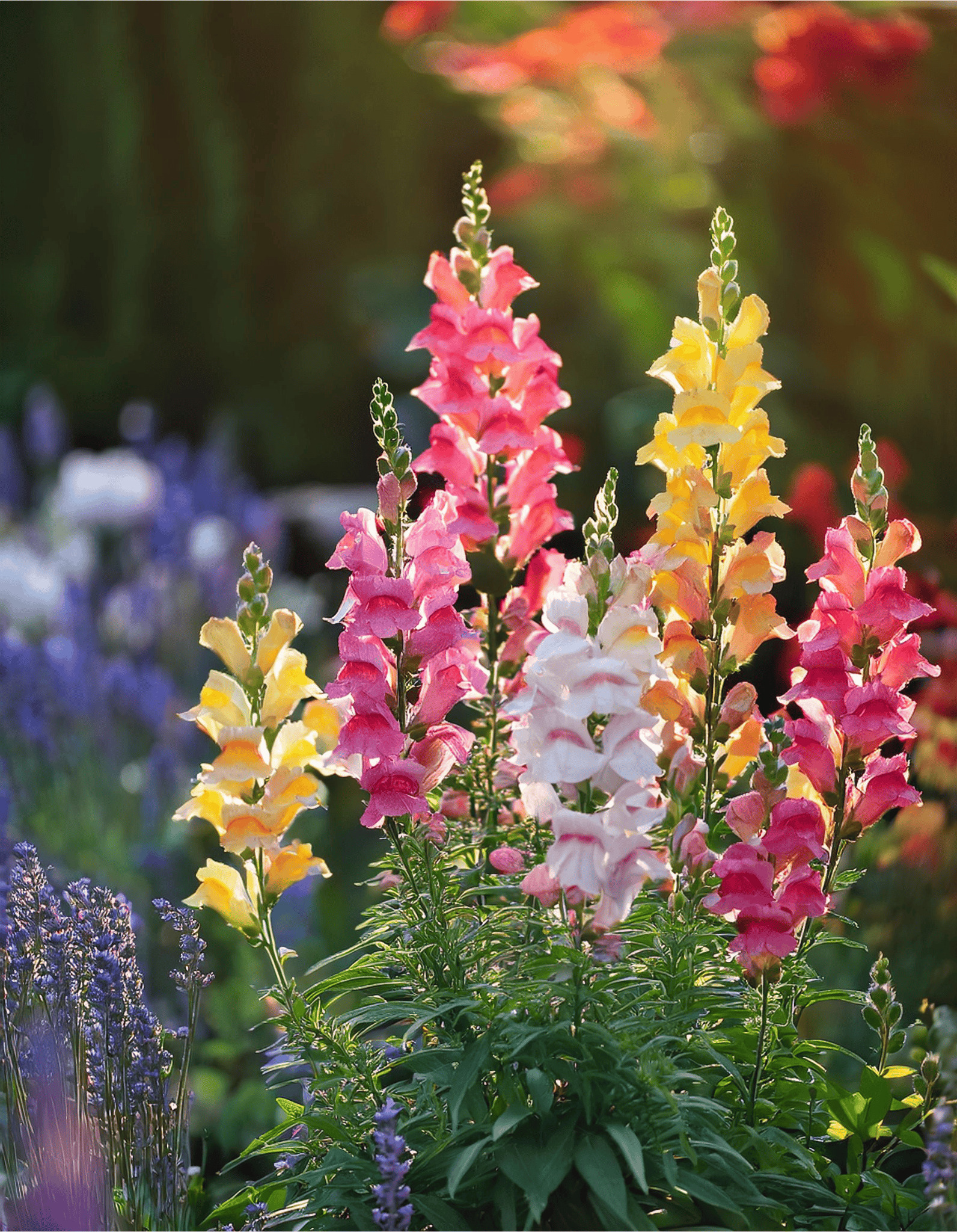 Snapdragons.webp