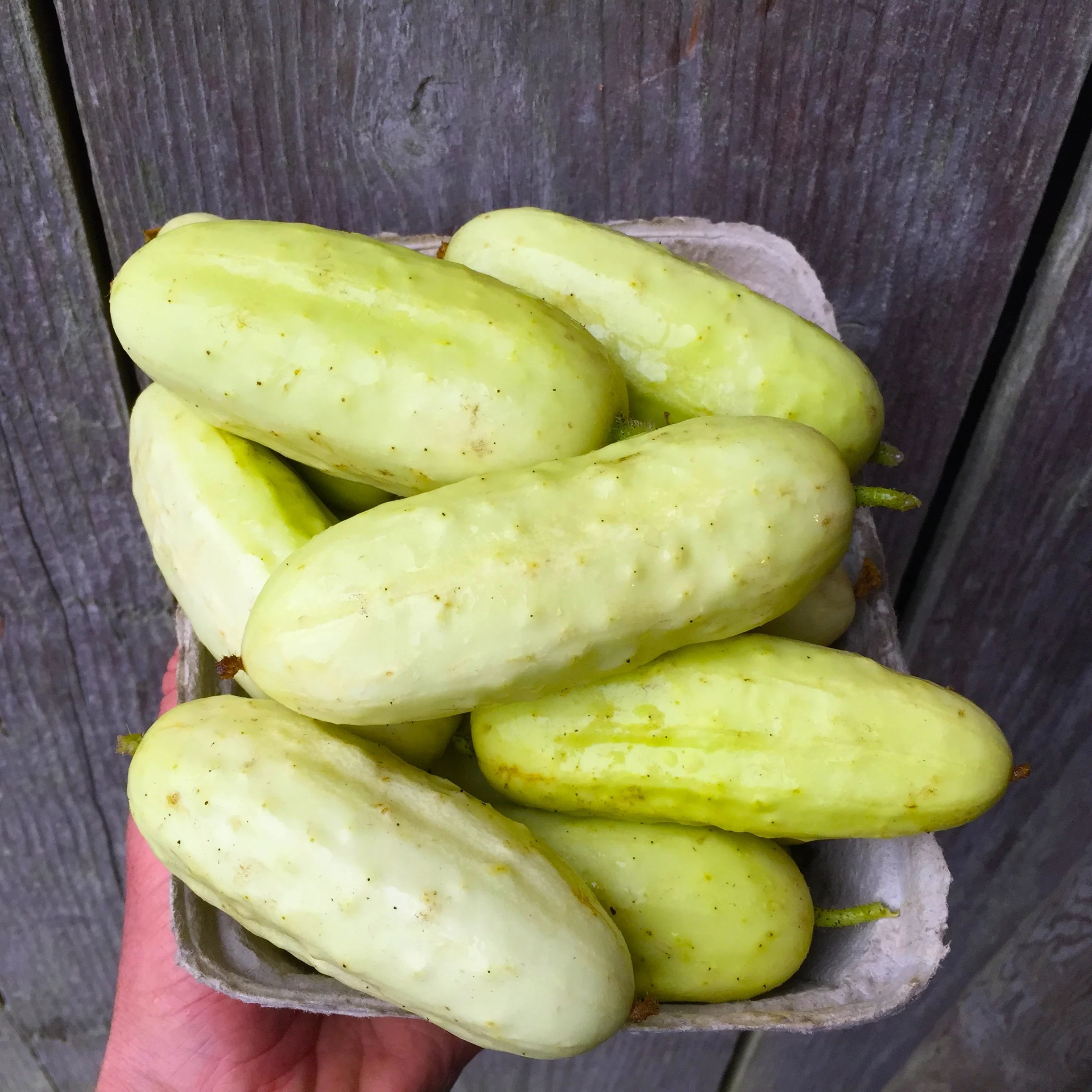 Salt-and-Pepper-Cucumber.jpg