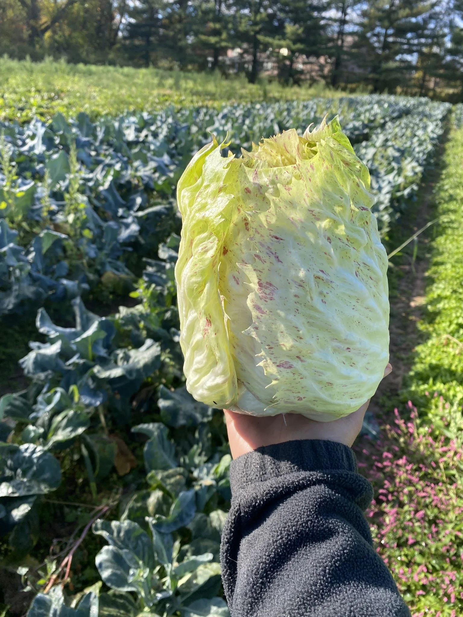 Castelfranco Radicchio