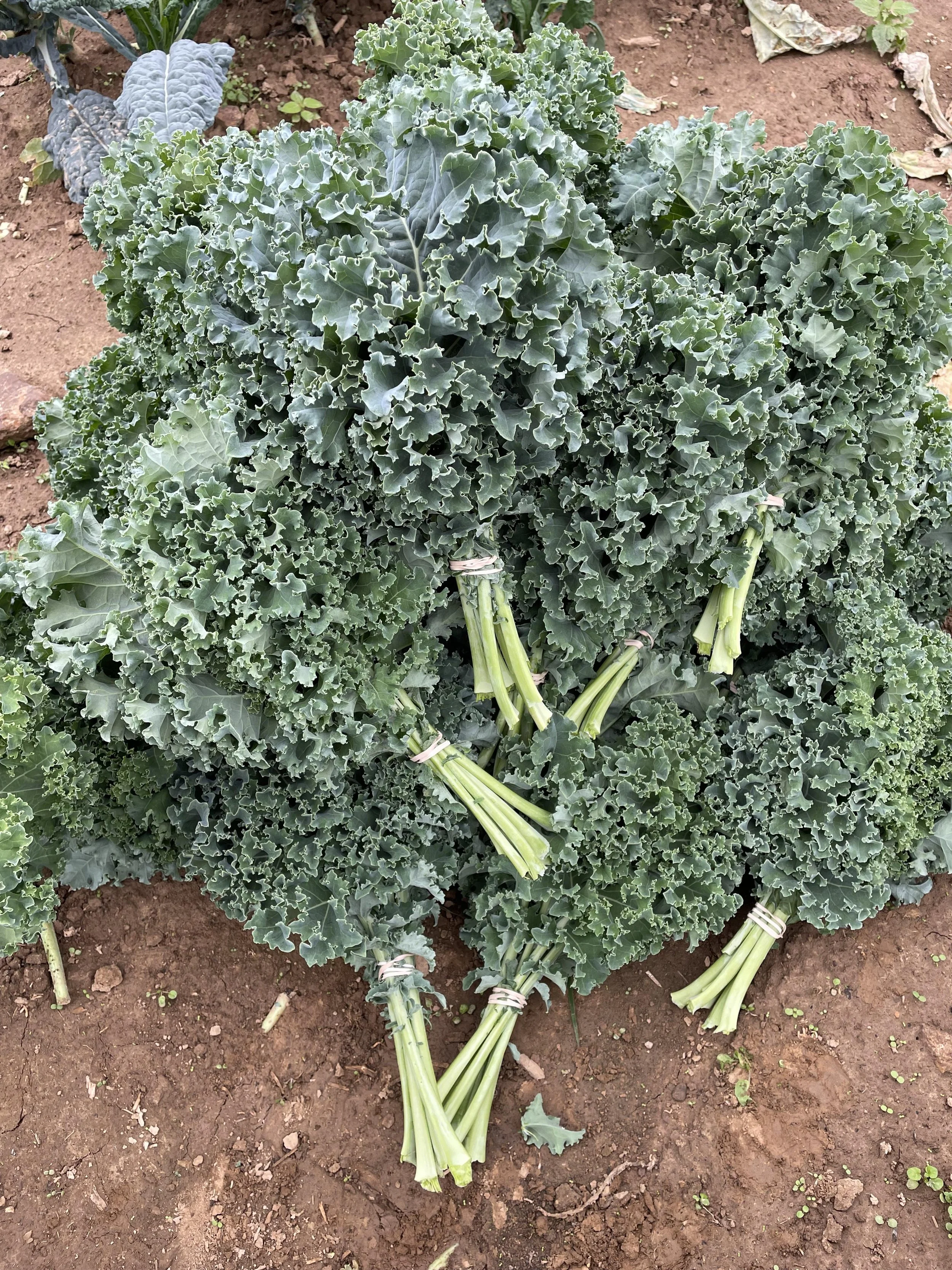 _Kale, Curly (per bunch)