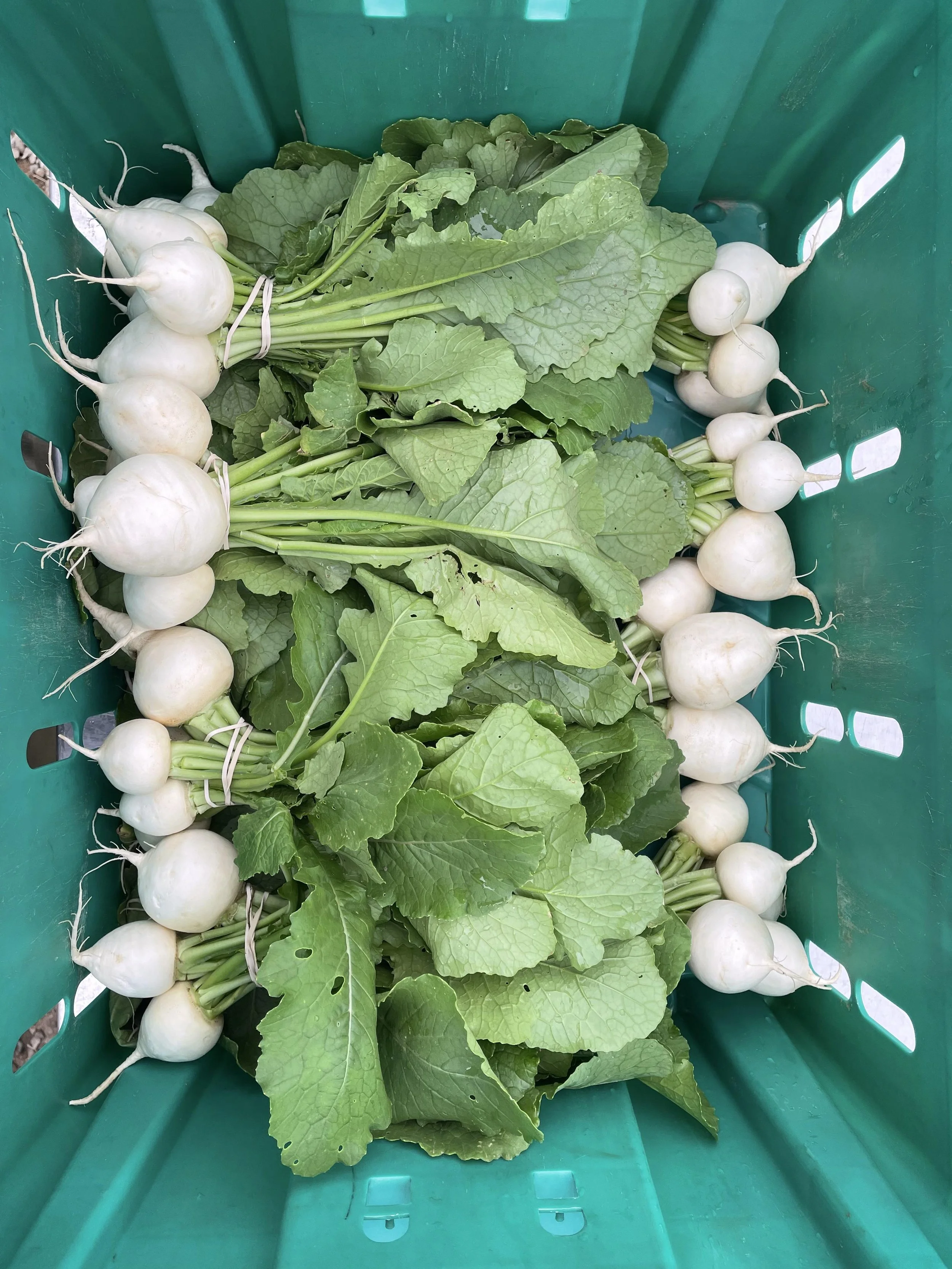 _Hakurei turnip (bu)