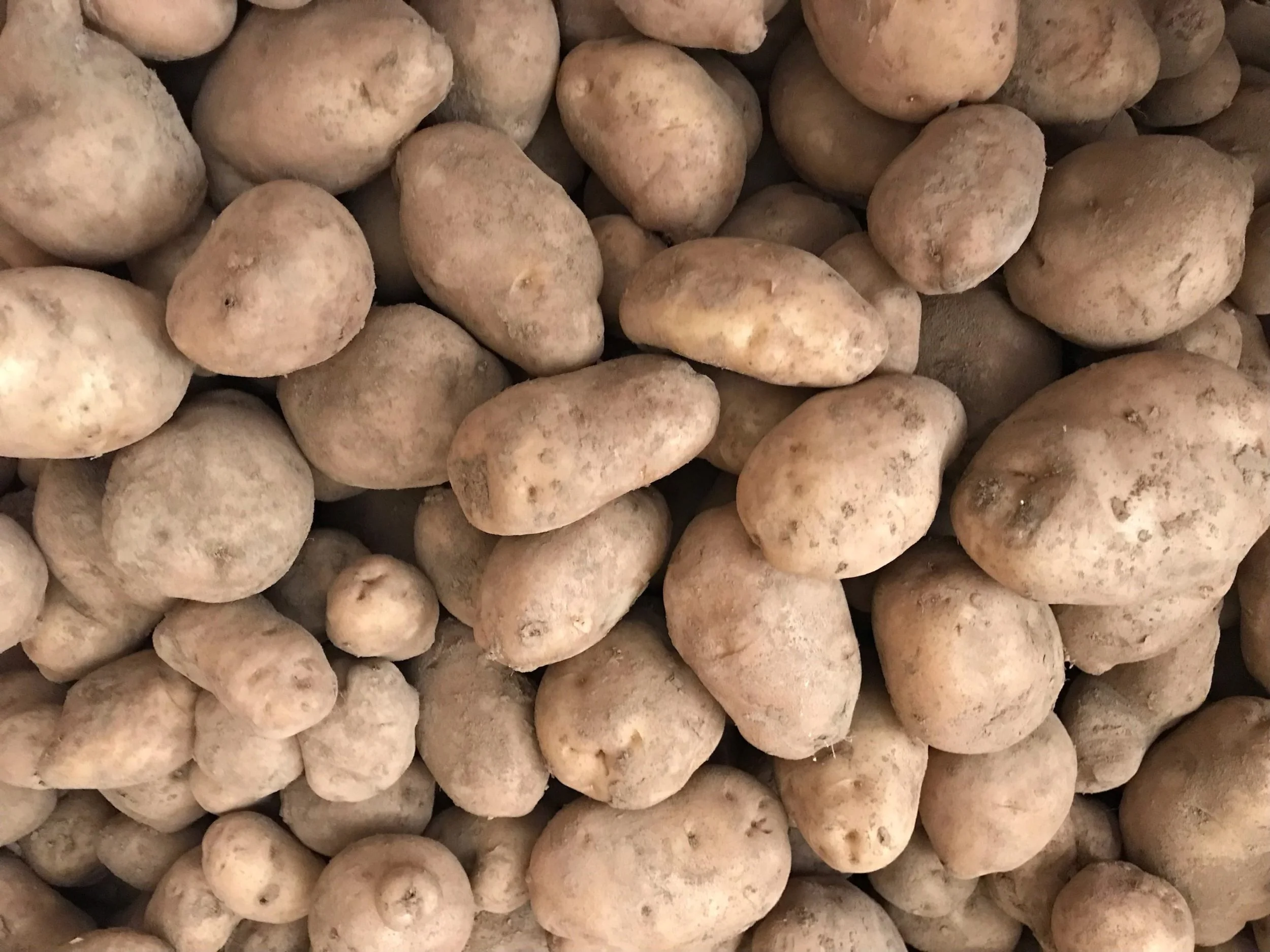 _Potato, Kennebec (lb)