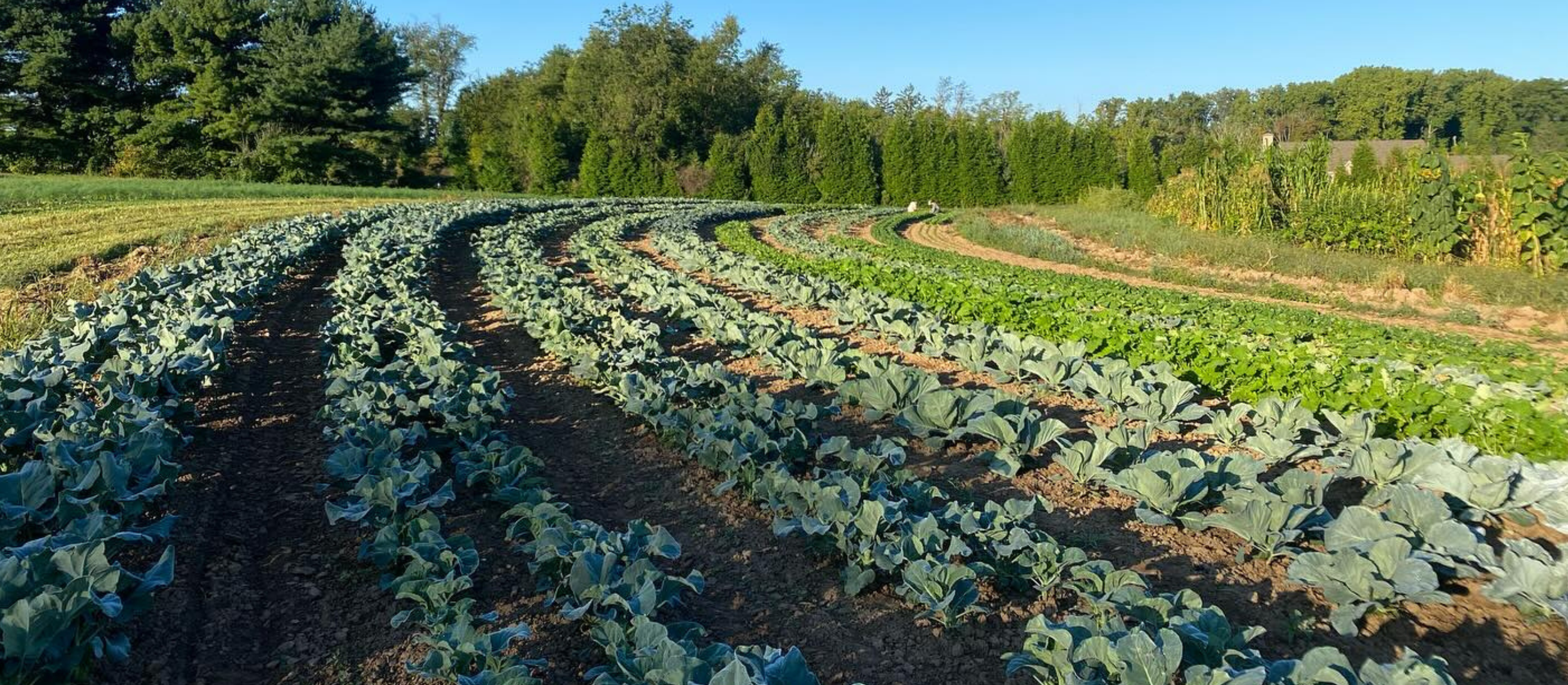 roots banner fall row crops.png