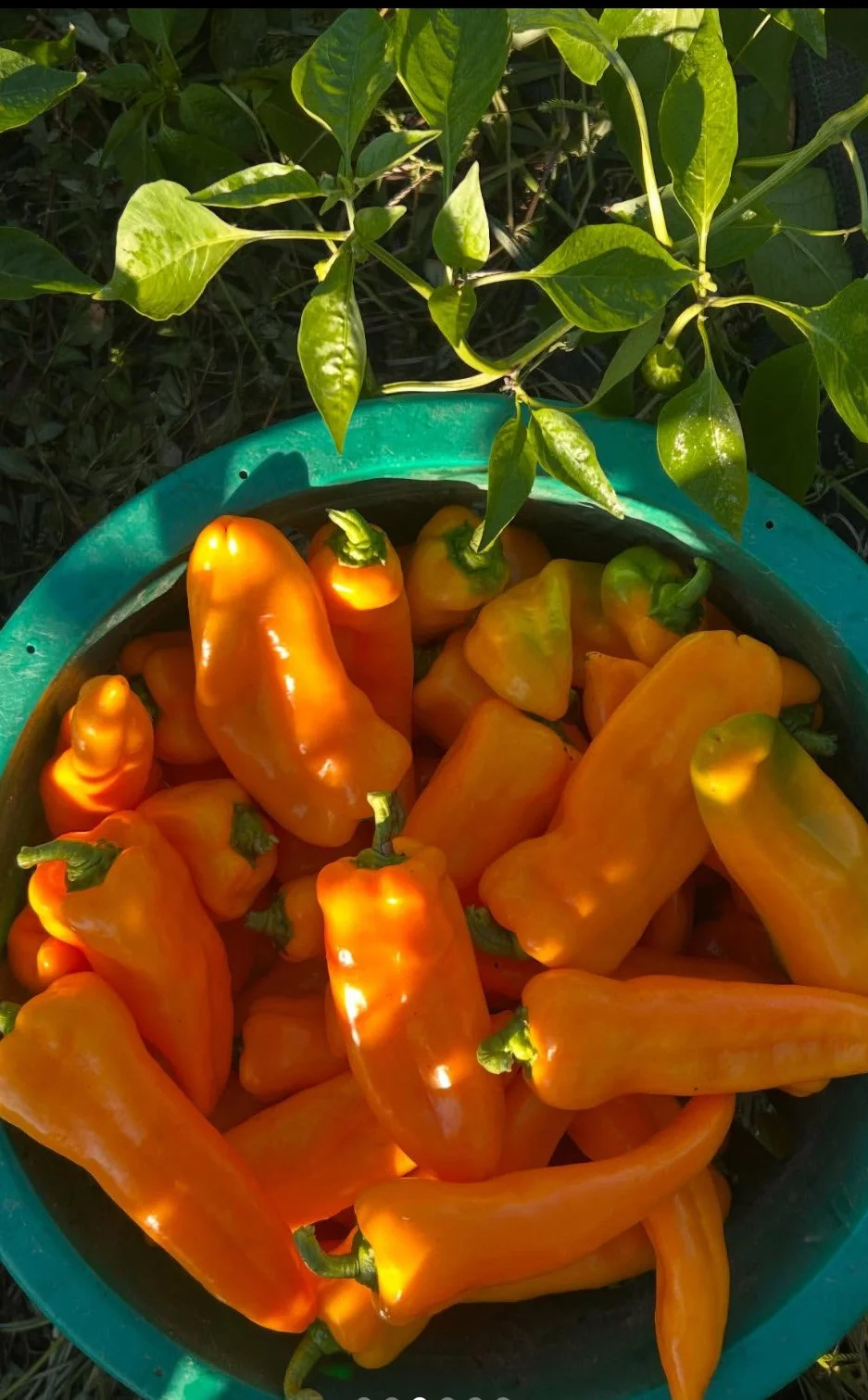 orange peppers.jpeg