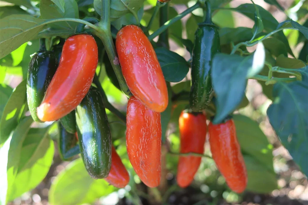 jalapenoooooos.webp