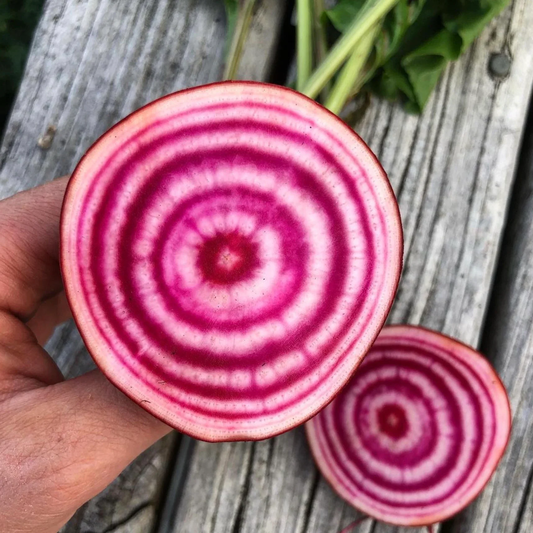 Chiogga Beet.webp