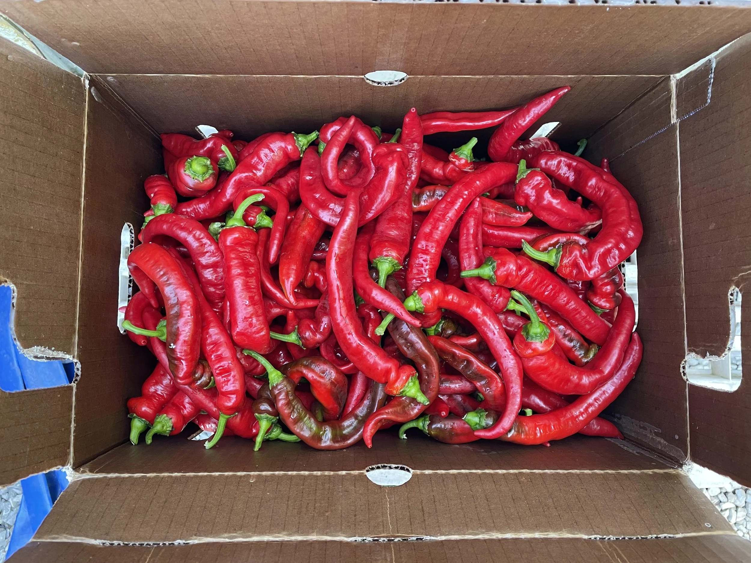 _Jimmy Nardello Peppers (lbs.)