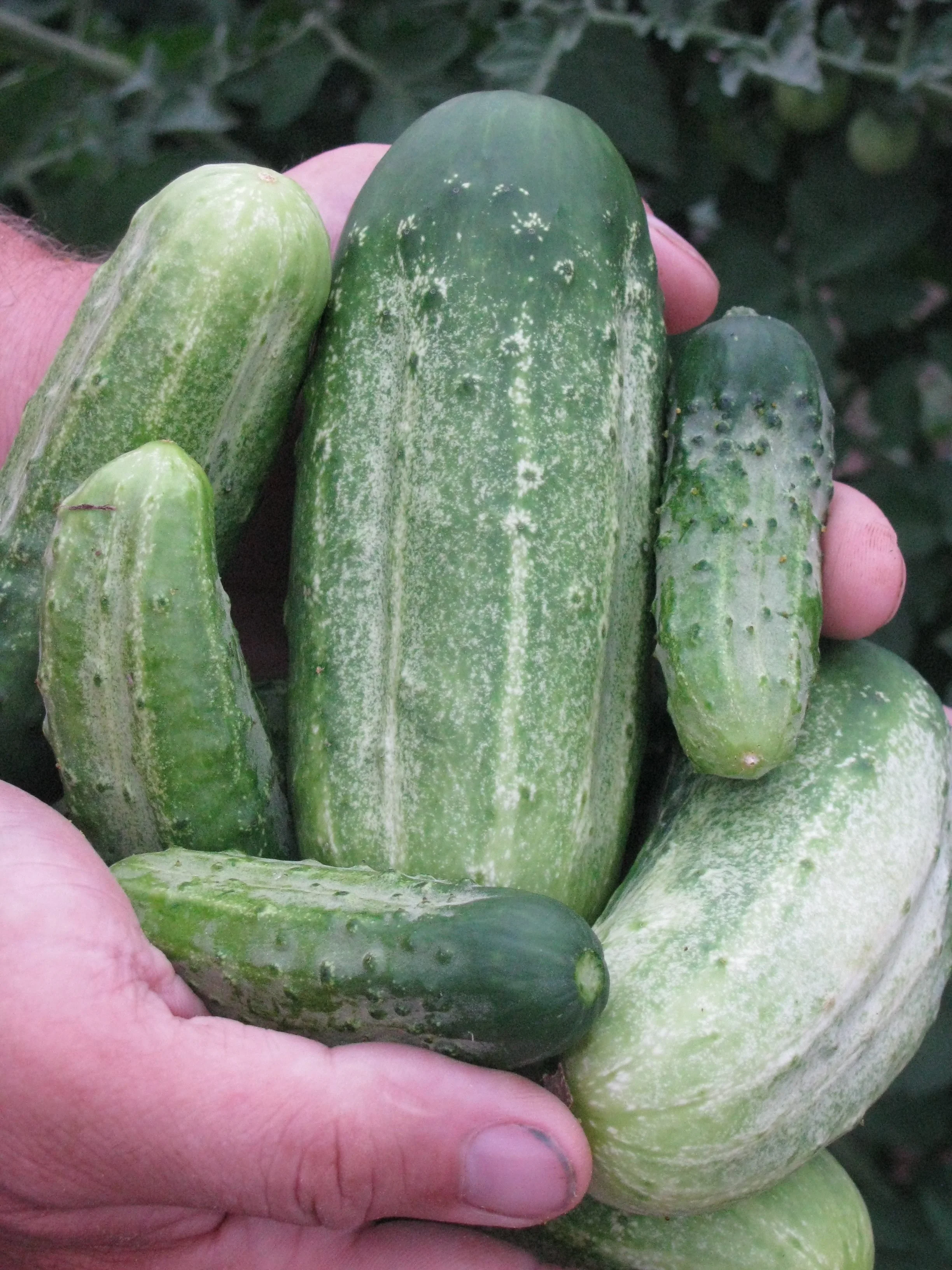 National Pickling.jpg