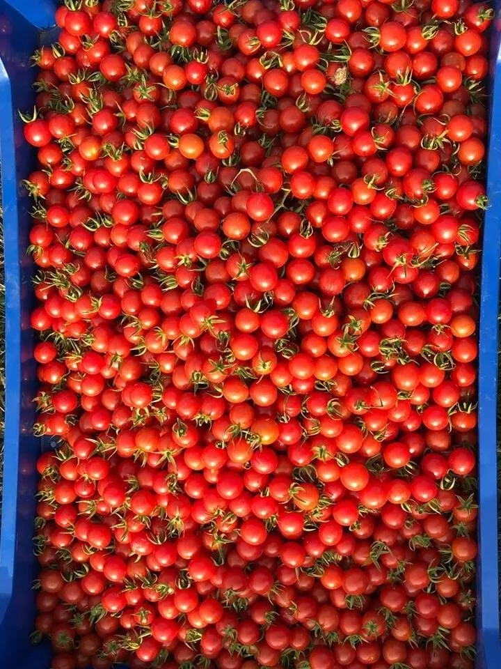tom%2C+cherry.jpg
