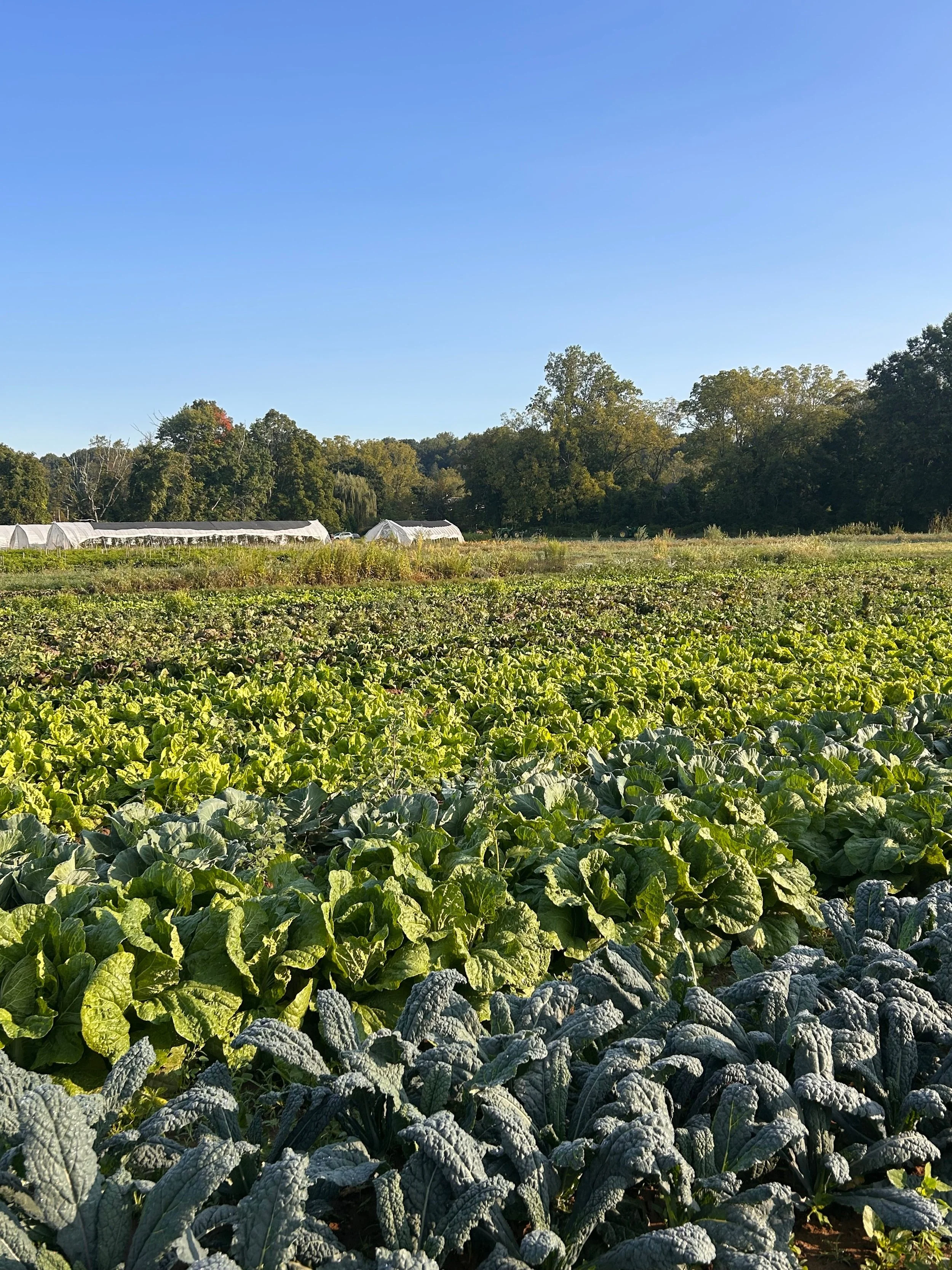 fields fall.jpg