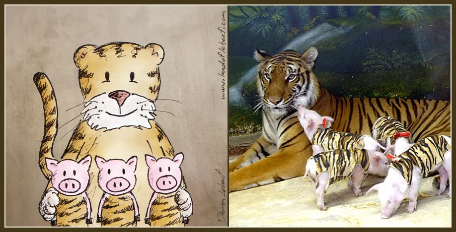 Unlikely animal best friends - piglets and tiger. The Land of Le Beef comic strip, by Darren Lebeuf