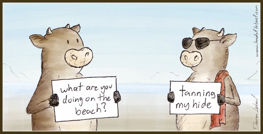 Cows on a beach. The Land of Le Beef
