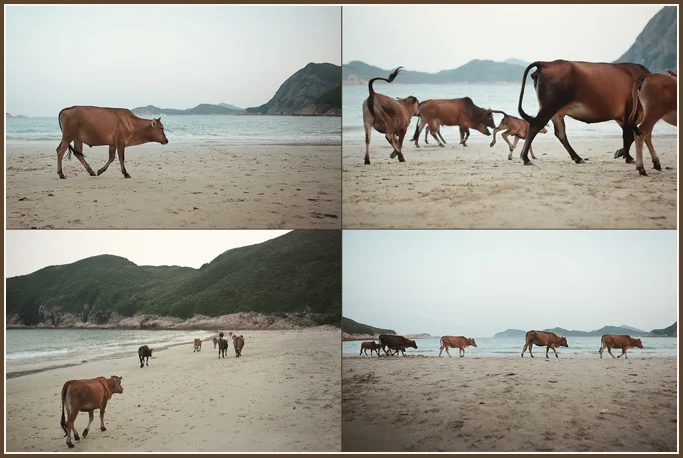 cows on a beach, Hong Kong