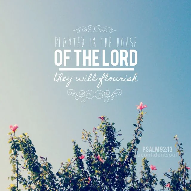 Grace for Today - Grow your roots deep