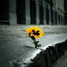 God is cultivating