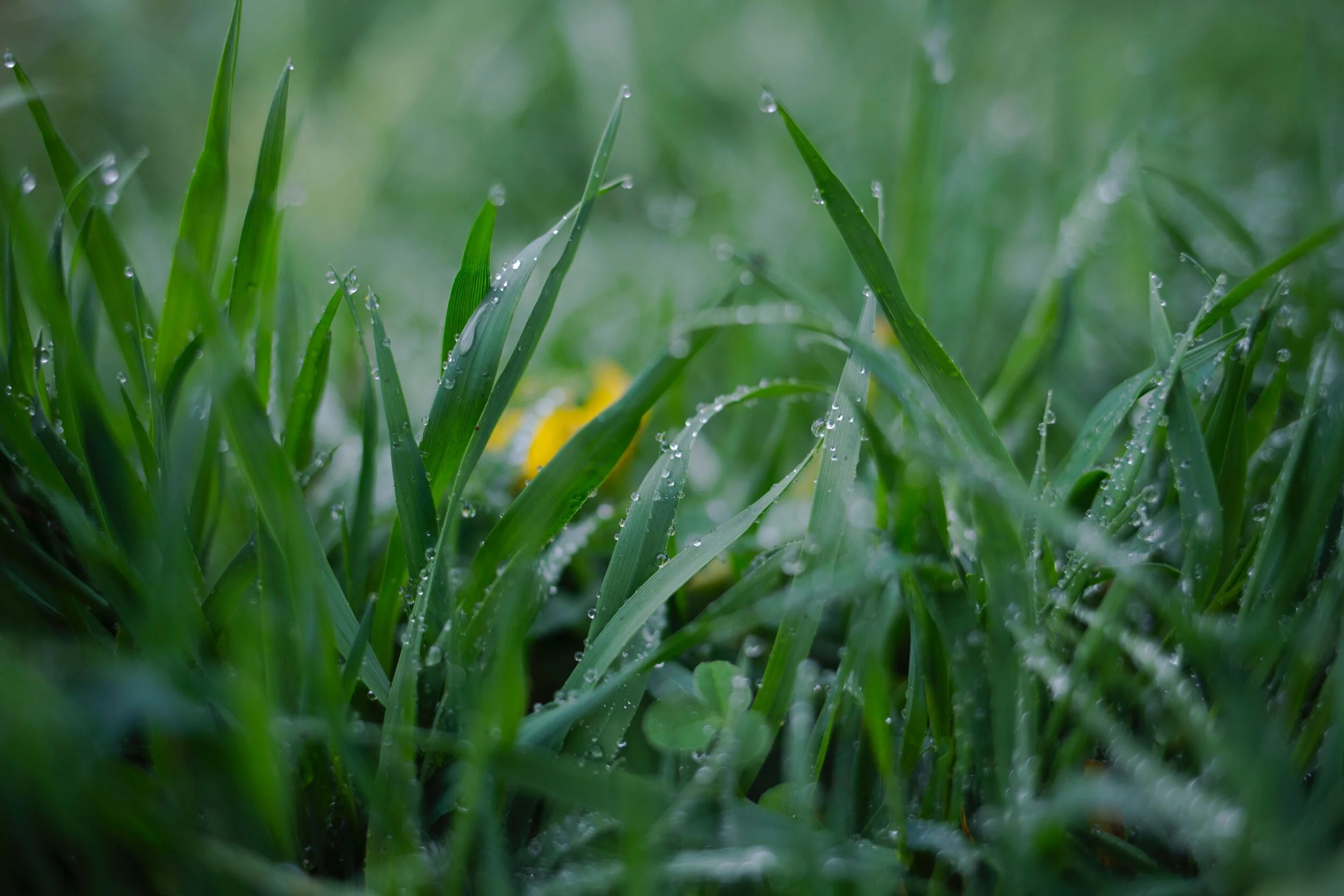 Jesus - Our Heavenly Dew 