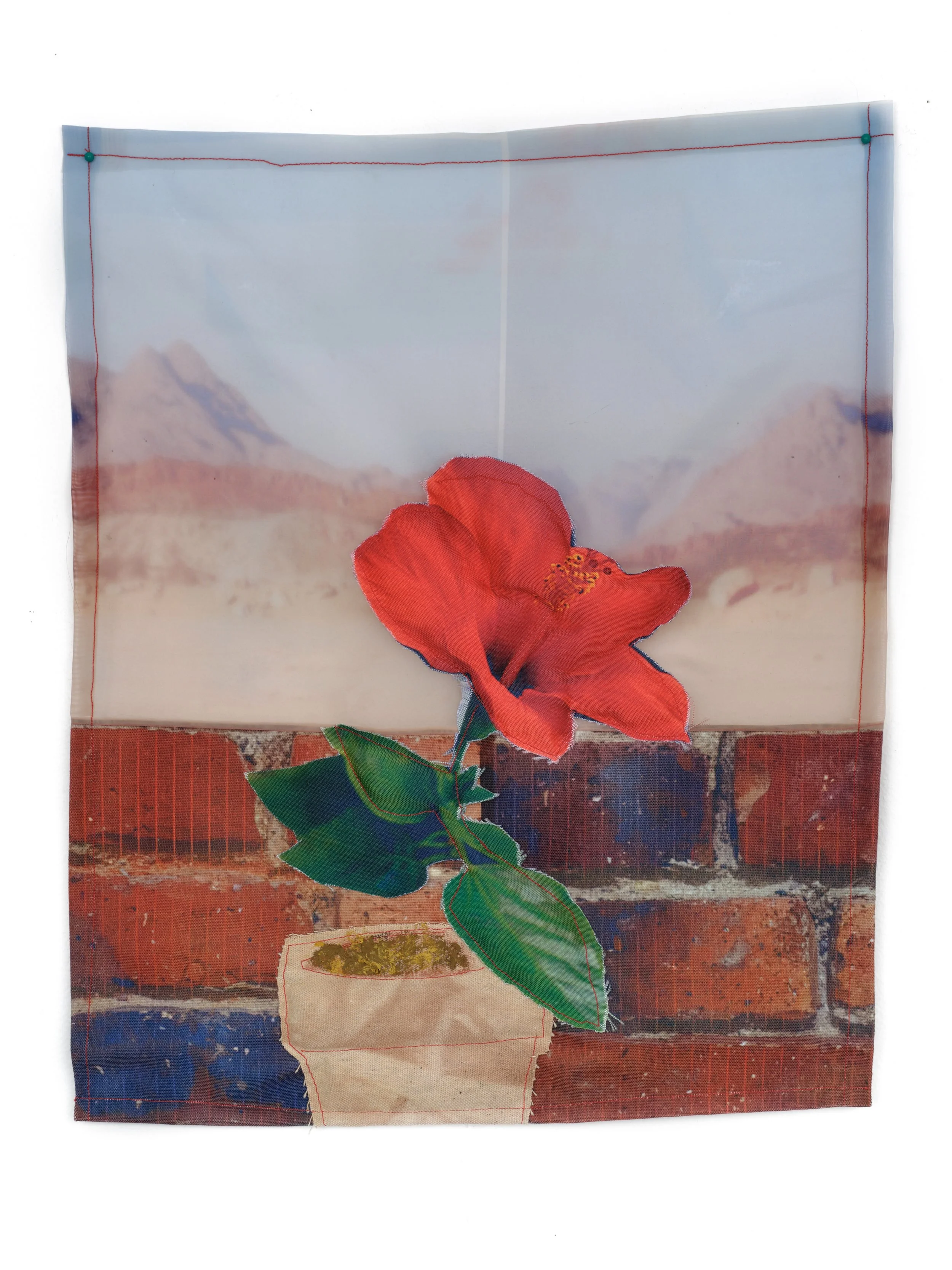 A Hibiscus in the Desert.jpg