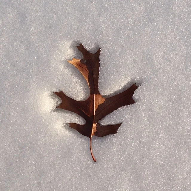 Leaf art. Photo by @drcruz32. 