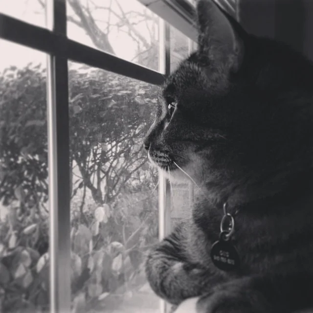 Cats like watching sleet, too. Photo by @txbhrtfld.&nbsp;