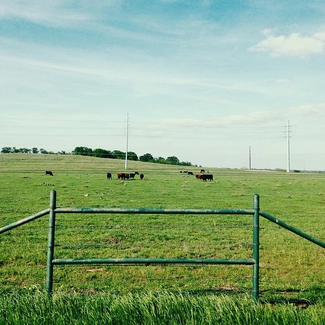 Springtime makes the cows look prettier. Photo by Paige Gibson. 