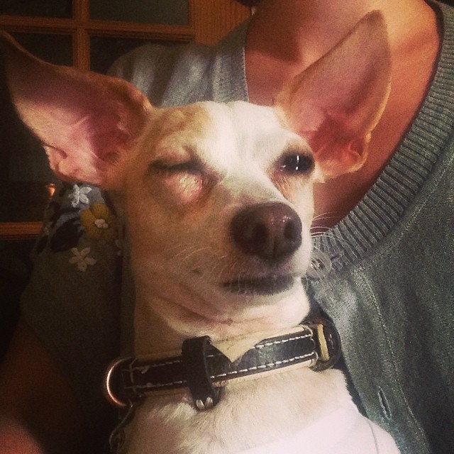 Who has the best caption for this shifty-eyed dog owned by one Sara Button? Photo by Shaina Sheaff. 