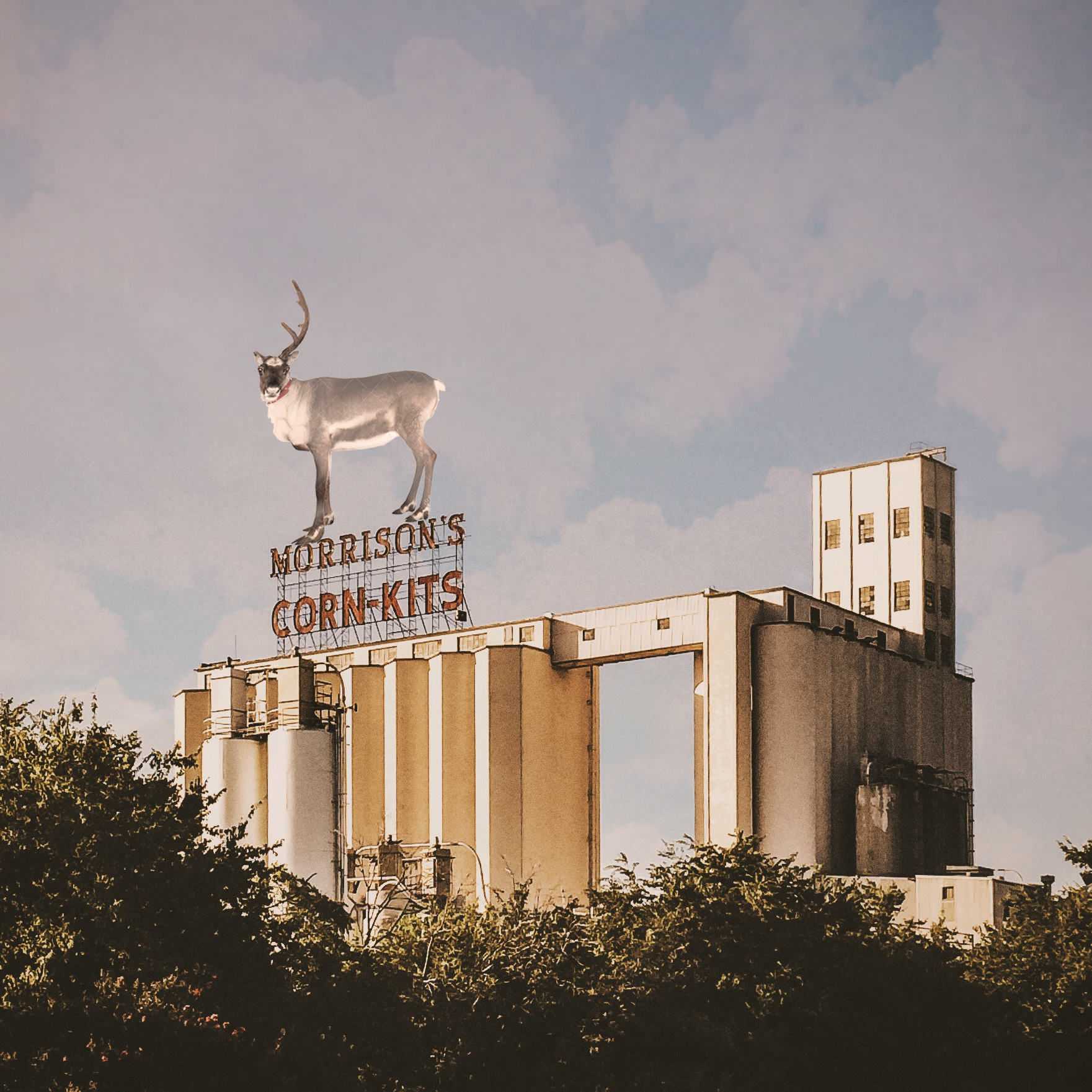 There was a white deer (reindeer?) with one antler running around downtown this weekend. Did you catch a glimpse? Reader @Falcor sure did! He was on the scene when it was in some of the most iconic Denton locales!