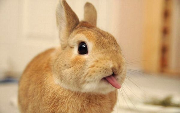 Here's what this bunny thinks of animal testing on cosmetics and beauty products. 