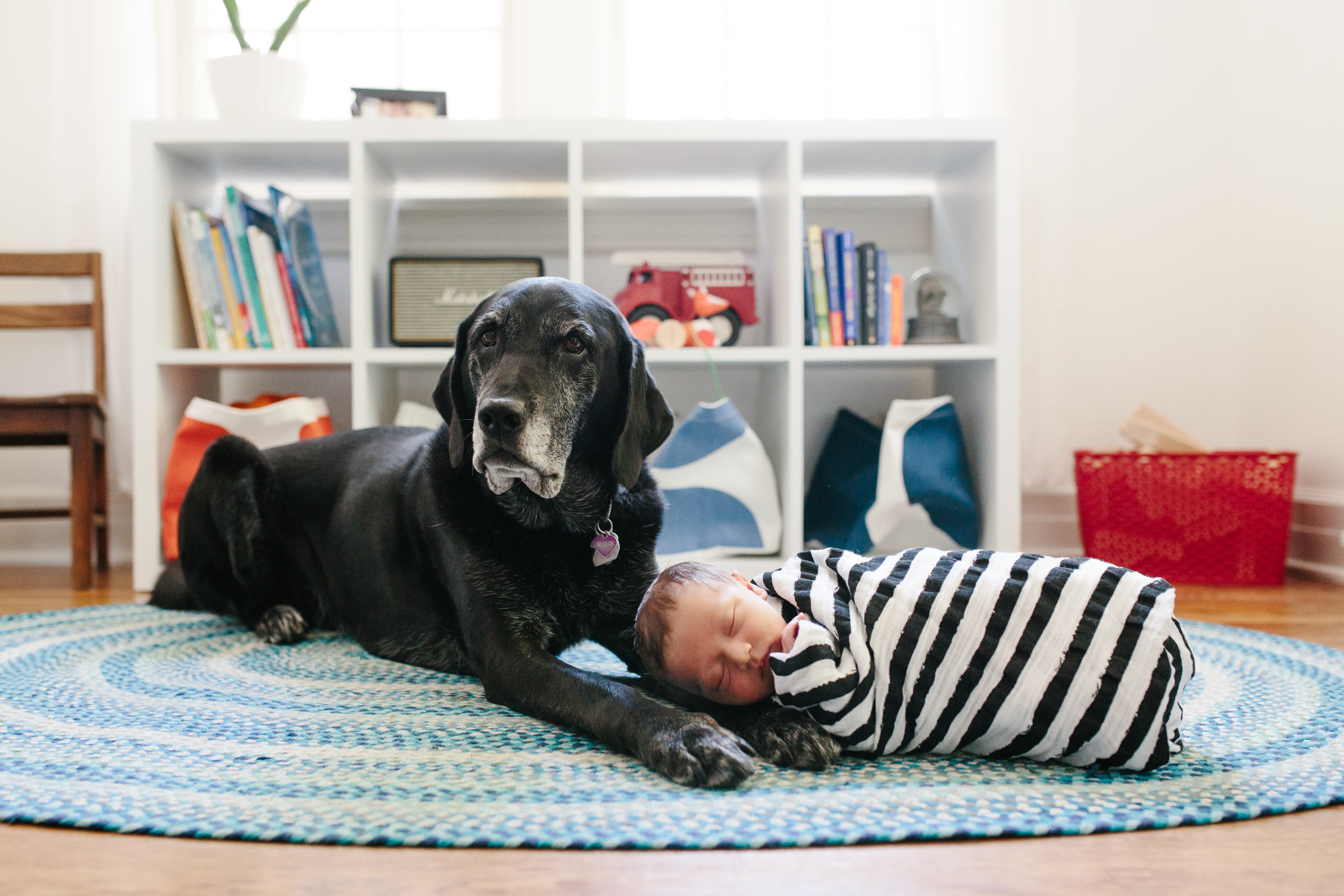 newborn_photography_labrador_dog_nursery_inspiration_lifestyle_OKC.JPG