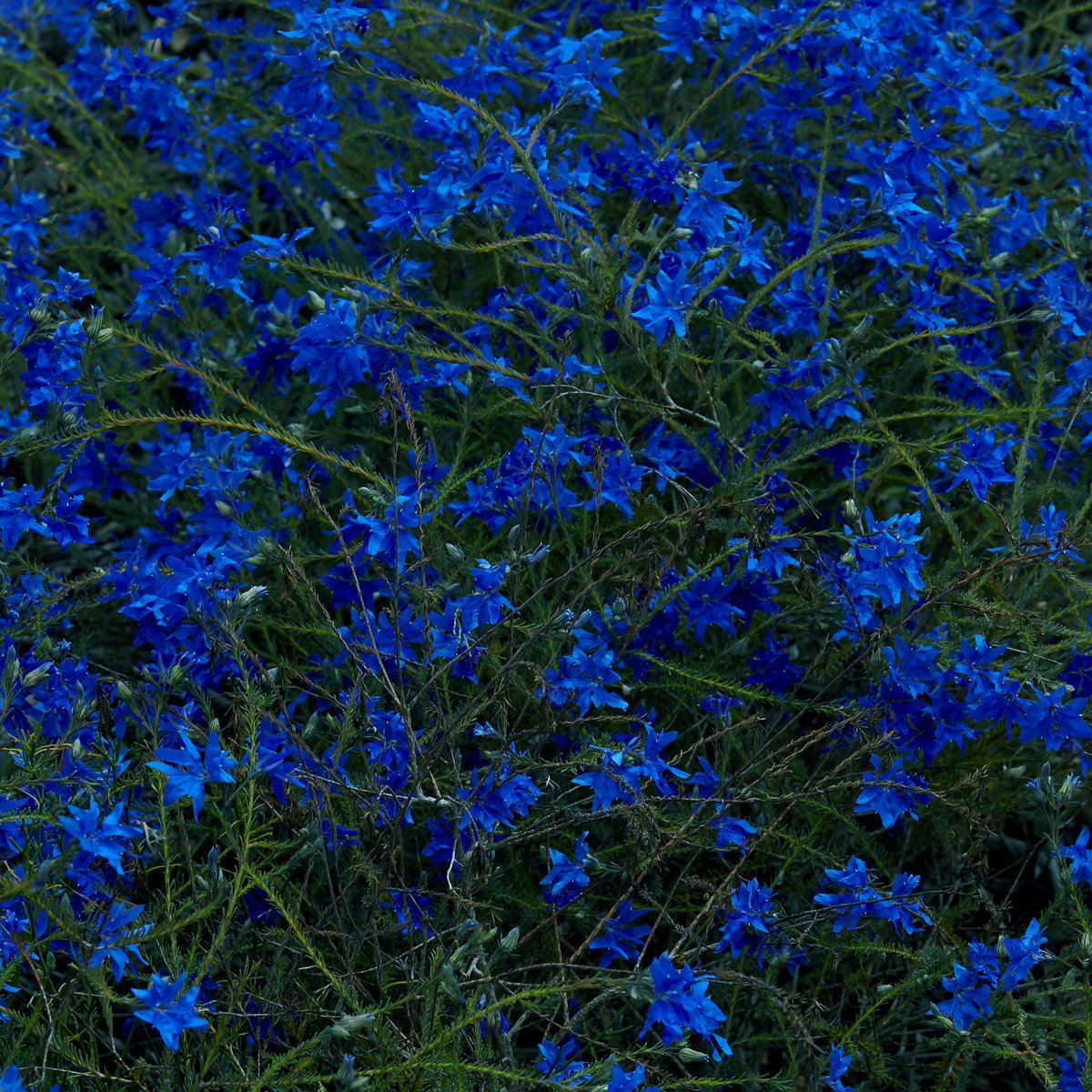  Gift Songs  Jefre Cantu-Ledesma  6-Song LP  Mexican Summer 