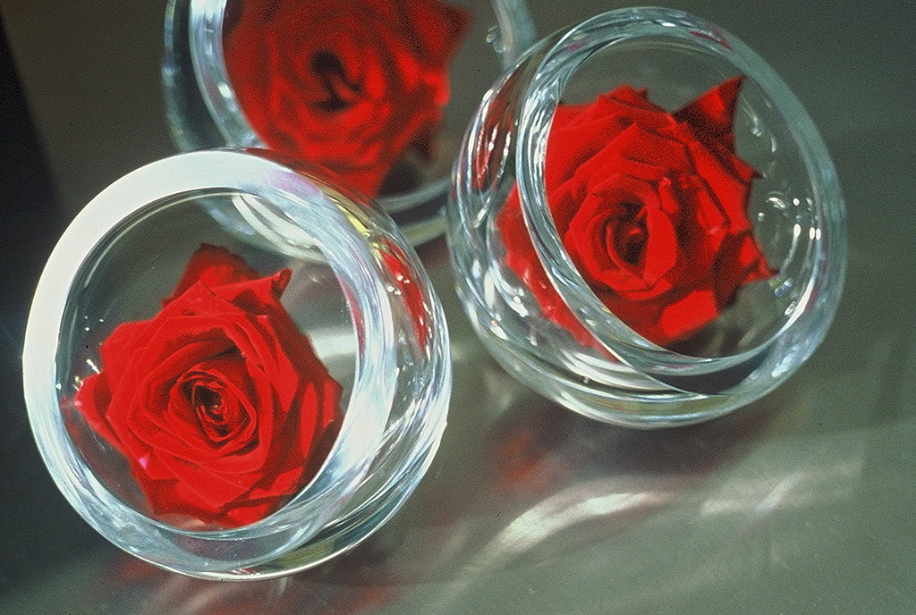 single red rose.jpg