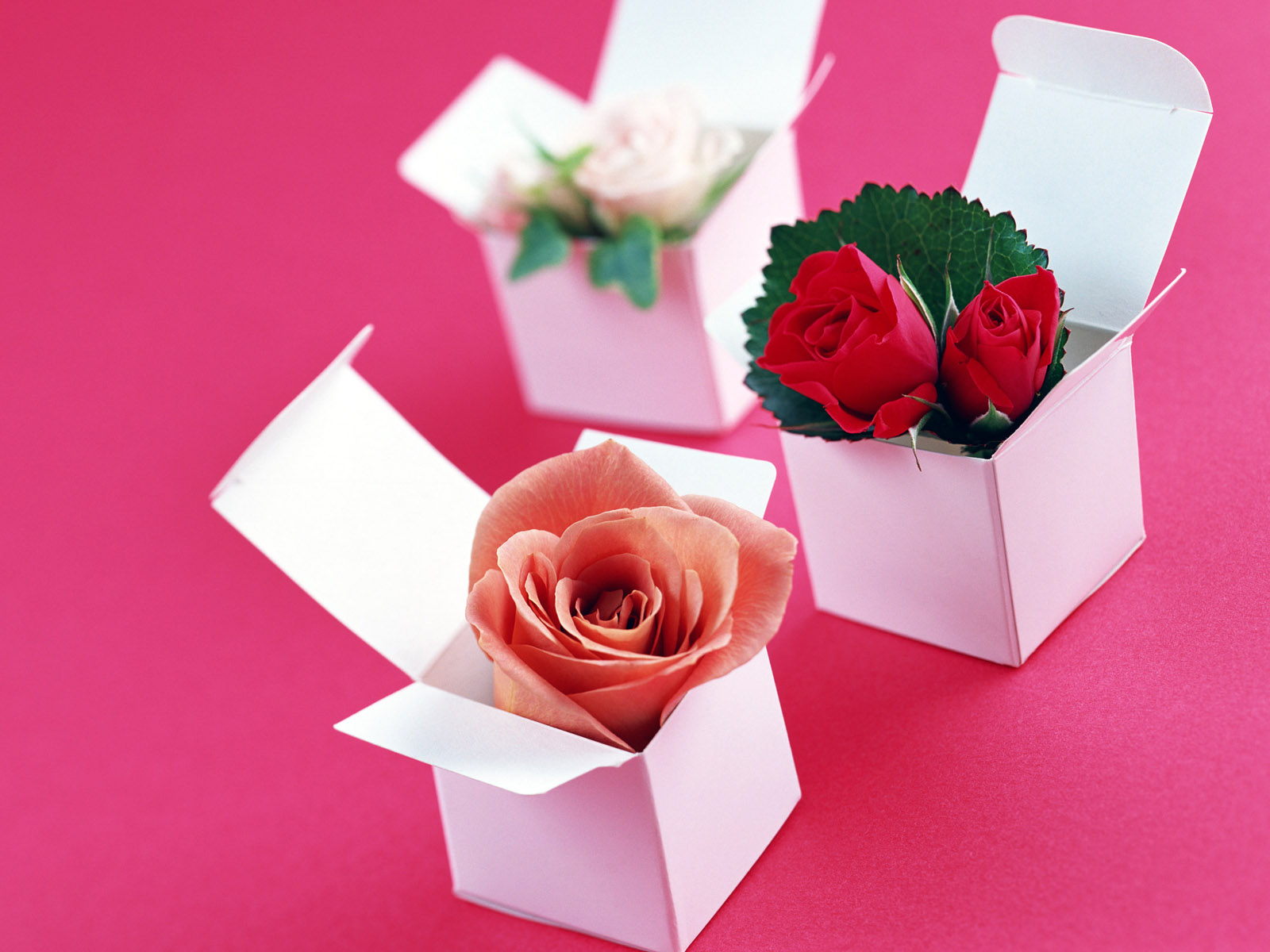 single rose in box.jpg