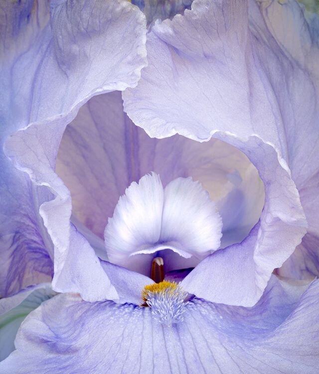 ...can&rsquo;t get enough of this iris. Hard not to post 100 others - each one unique. .
.
.
.
#iris #gardening #flowers