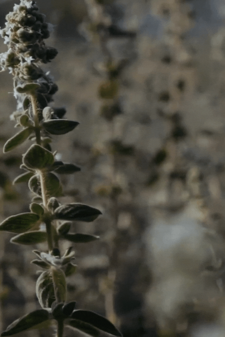 za'atar gif.gif