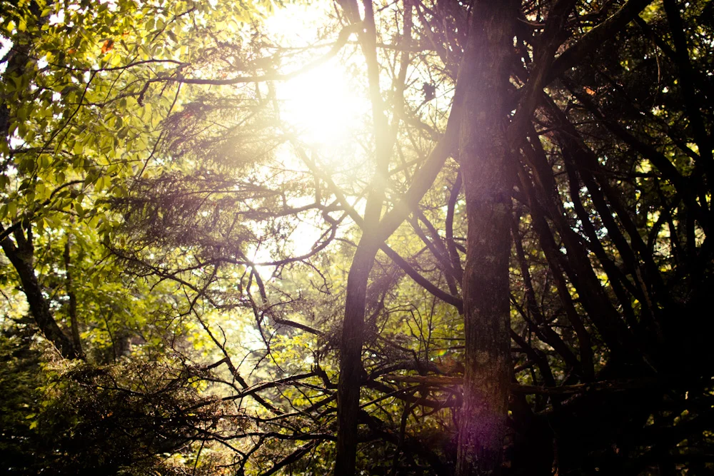 The sun shines through the trees after a downpour.
