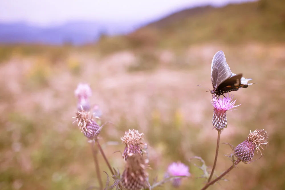 butterflies2.jpg