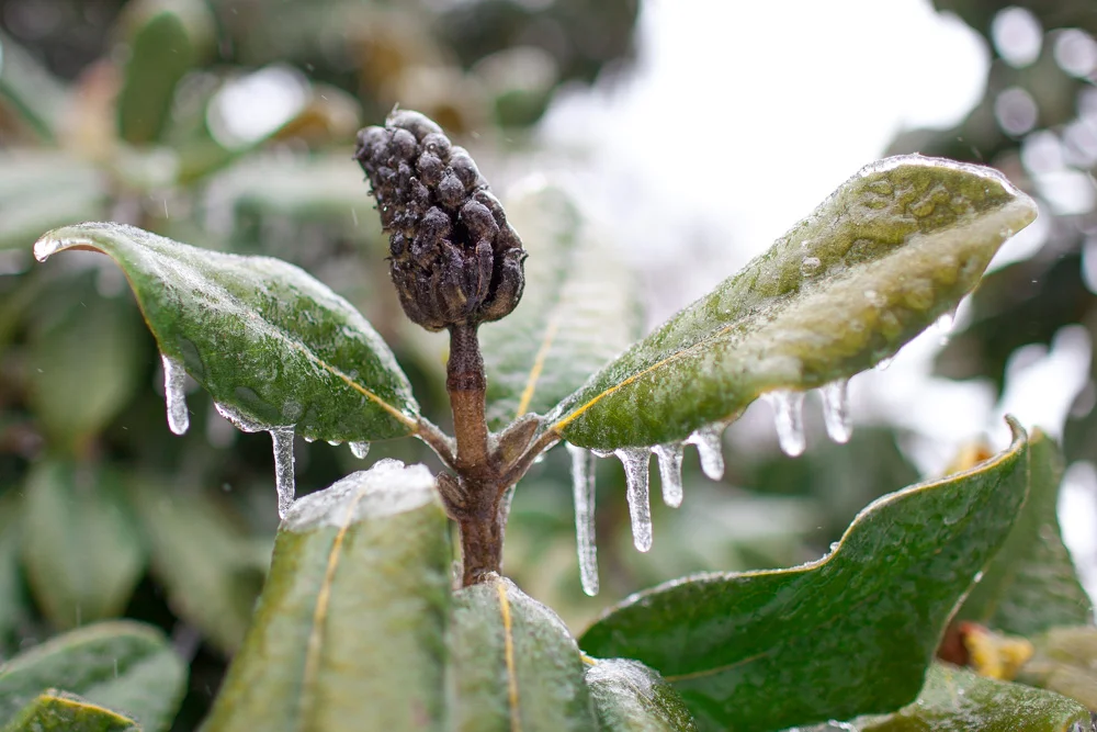 Icicles were common.