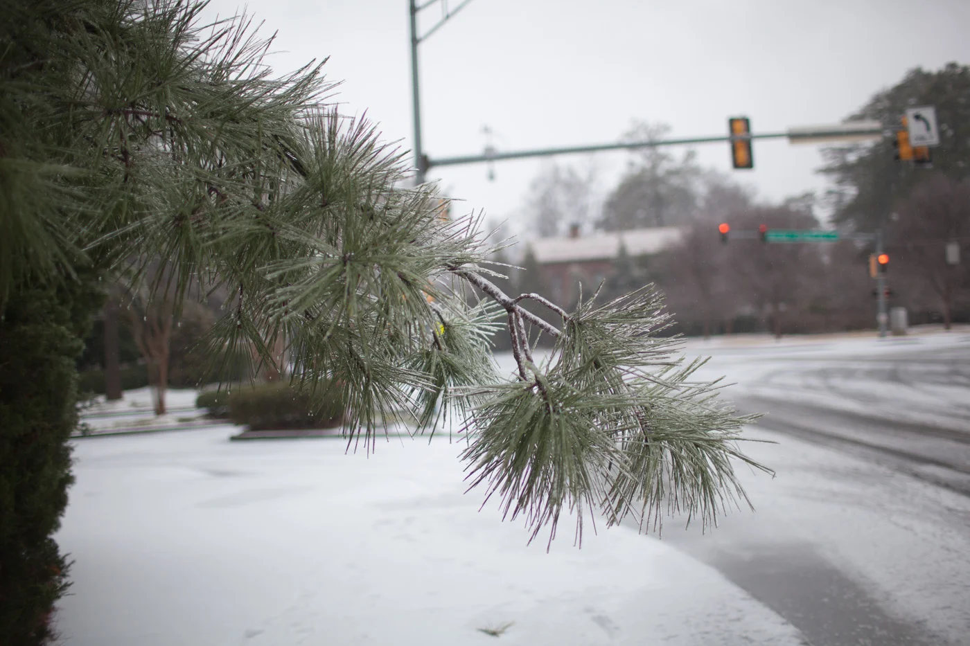 This tree branch, weighed down by ice, blocked a portion of the sidewalk.