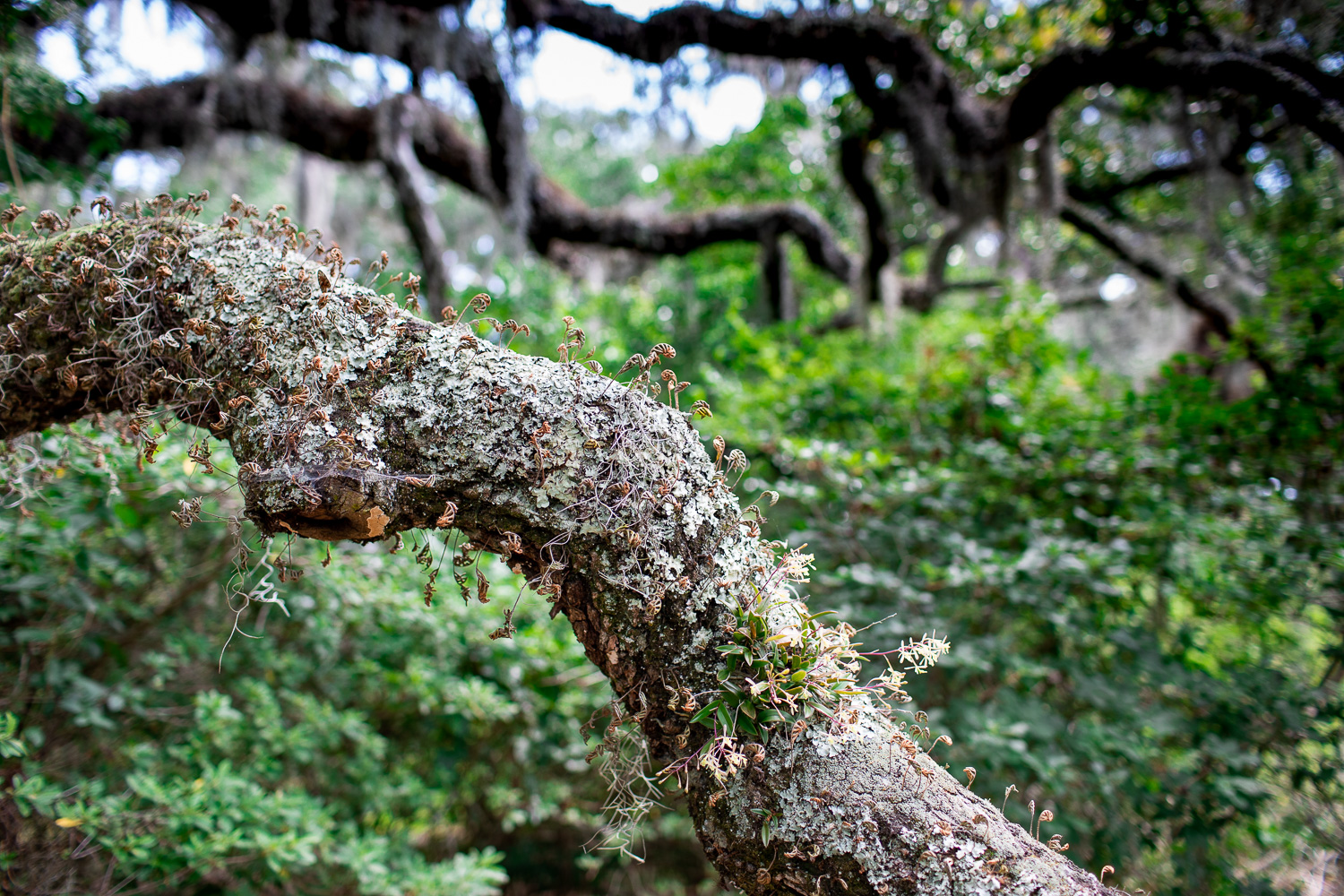 Native orchids growing at Brookgreen Gardens.